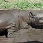 Beruang Menyerang Orang Berburu Babi Di Indonesia